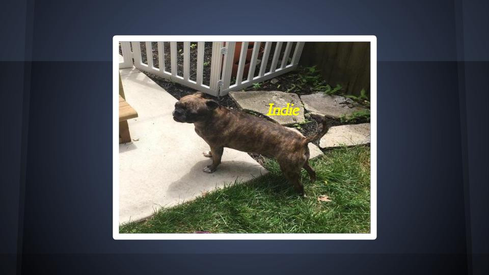 MJS Satisfied Customer Indie